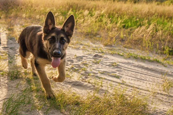 행복한 독일 셰퍼드 강아지 재생및 시골에서 실행 — 스톡 사진