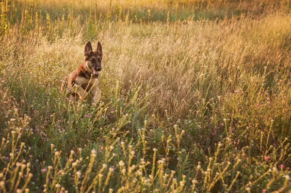 Feliz cachorro pastor alemão brincando e corre no campo, close-up, dia — Fotografia de Stock