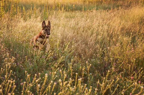 Šťastné a veselé štěňátko, které hrajou a běží na venkově, den — Stock fotografie