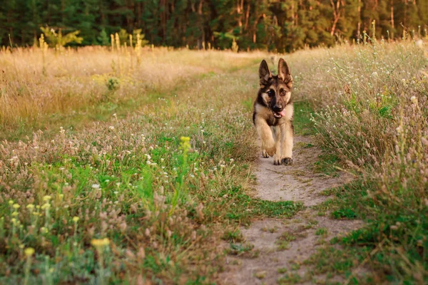 Gelukkig Duitse herder puppy spelen en loopt op het platteland, close-up, dag — Stockfoto