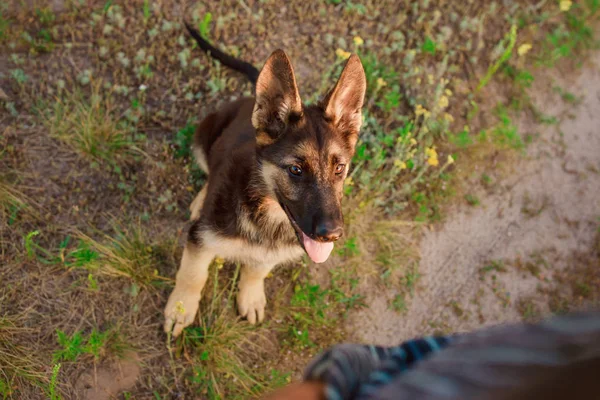 Duitse herder puppy zittend op een onverharde weg in het dorp, portret, close-up — Stockfoto