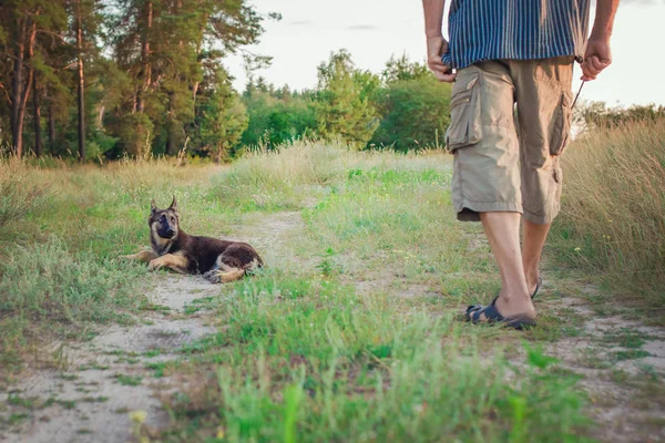 Owczarek niemiecki szczeniak siedzi i posłusznie patrzy na właściciela podczas treningu — Zdjęcie stockowe