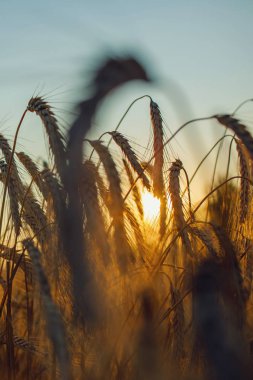 Hecelenmiş (Triticum spelta). Tahıl. Tahıl, Mısır (Triticum) cinsi türleri. Mısır kulakları ile güzel gün batımı