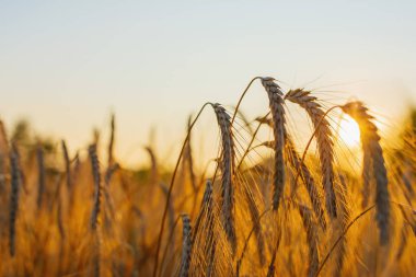 Hecelenmiş (Triticum spelta). Tahıl. Tahıl, Mısır (Triticum) cinsi türleri. Mısır kulakları ile güzel gün batımı