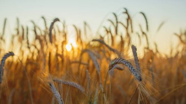Hecelenmiş (Triticum spelta). Tahıl. Tahıl, Mısır (Triticum) cinsi türleri. Mısır kulakları ile güzel gün batımı