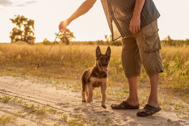 Köydeki bir adam safkan bir köpeği bir sopayla çayırda eğitir, gün batımı