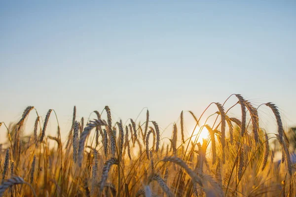 Hecelenmiş (Triticum spelta). Tahıl. Tahıl, Mısır (Triticum) cinsi türleri. Mısır kulakları ile güzel gün batımı, copyspase