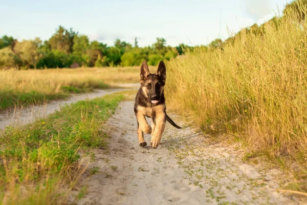 Filhote de cachorro pastor alemão feliz jogando e corre no campo — Fotografia de Stock