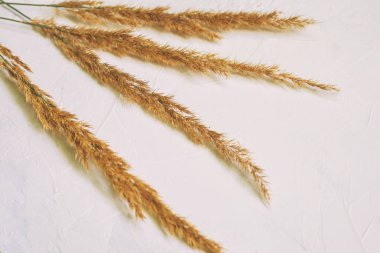 Beyaz arka planda alan çivileri, yakın çekim, gün