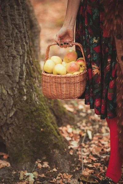 Cesta de manzanas con una mujer en el bosque — Foto de Stock