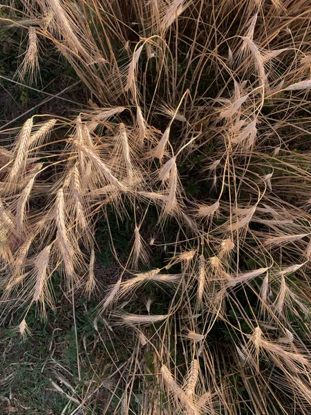 Spelled (Triticum spelta). Grain. Cereal, species of the genus Corn (Triticum). Beautiful sunset with ears of corn — Stock Photo, Image