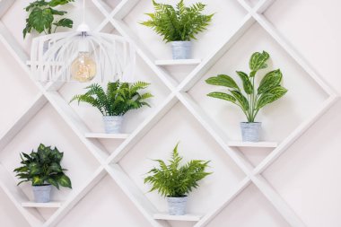 Mutfak duvarındaki saksılarda yeşil bitkilerin tasarım çözeltisi, iç dekorasyon.