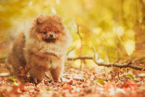 Померанская собака. Красный маленький пушистый щенок, Copyspase — стоковое фото