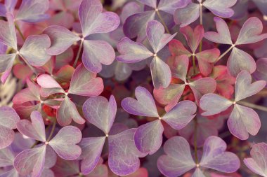 Oxalis triangularis. Purple Shamrock, Love Plant. Showing the dark purple of leaves which triangular shape and arranged in three circles. close up, clipart