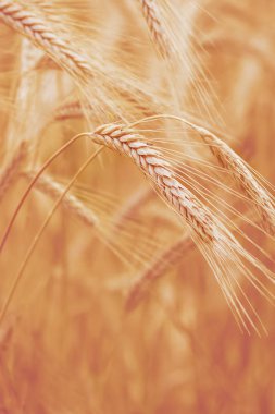 Yazıldığından (Triticum spelta). Mısır gevreği. Tahıl kırpma, Mısır (Triticum türü).