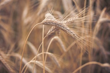 Yazıldığından (Triticum spelta). Mısır gevreği. Tahıl kırpma, Mısır (Triticum türü).