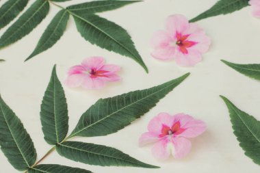 Çiçek kompozisyonu. Yeşil yapraklardan ve pembe beyaz çiçeklerden oluşan desen düz, üst manzara