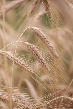 Yazıldığından (Triticum spelta). Mısır gevreği. Tahıl kırpma, Mısır (Triticum türü).