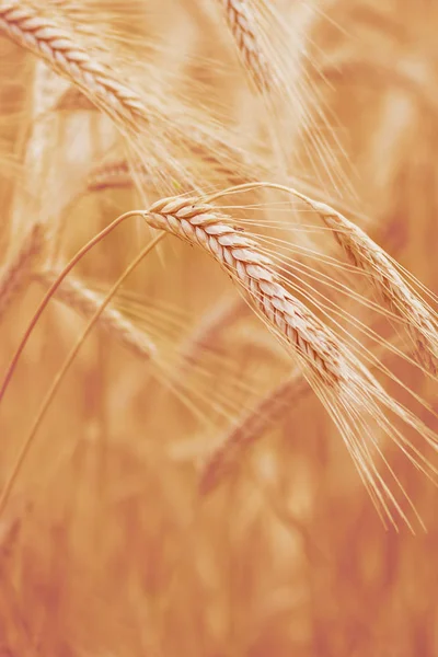 Spelt (Triticum spelta). Cereal. Grain crop, species of the genus Corn (Triticum).