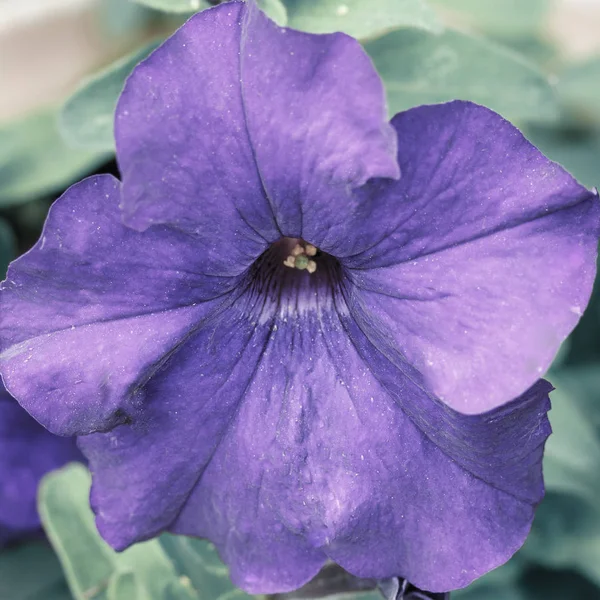 Violett blomma närbild. — Stockfoto