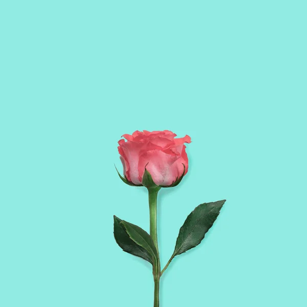 青いターコイズの背景に一つの美しい赤いバラ。お洒落だミニマリズム上からの眺め. — ストック写真
