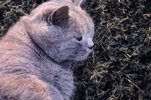 A British sick cat lies on a dark grass. Concept - help animals, veterinary, help — 스톡 사진