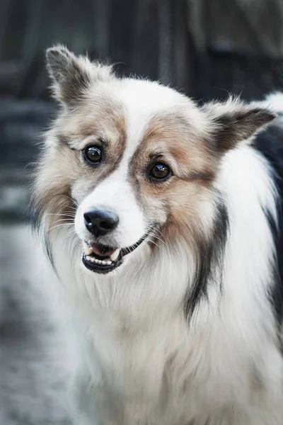 Charismatische binnenlandse hond van 4 jaar oud op een achtergrond van de natuur. Close-up. — Stockfoto