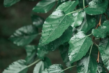 Yeşil taze yapraklar. Yakın plan, soğuk hava.