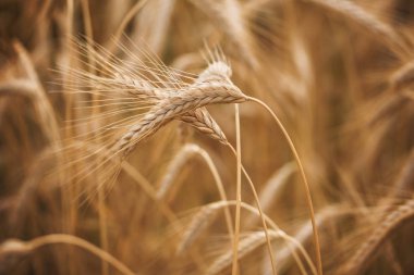 Yazıldığından (Triticum spelta). Mısır gevreği. Tahıl kırpma, Mısır (Triticum türü).