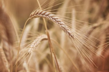 Yazıldığından (Triticum spelta). Mısır gevreği. Tahıl kırpma, Mısır (Triticum türü).