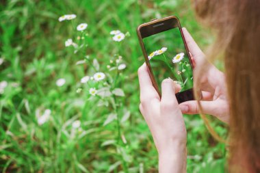 Genç kız akıllı telefondan papatya çiçeğinin fotoğraflarını çekiyor, yakın plan, açık hava, kopyalanmış alan.