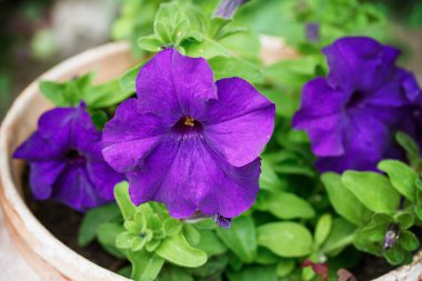 Koyu kırmızı renkli çiçek açan Petunya (Petunya boş çiçekler)