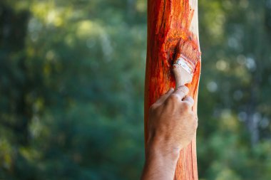 Ressam ahşap yüzey üzerinde bir boya fırçası tutuyor, dış etkiler ve yıpranma için ahşabı koruyor. Marangozluk, ahşap işleme, sıkı çalışma, ev geliştirme..