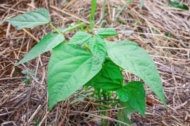 Fasulye filizi yakın plan.