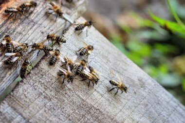 Bee and beehive, close up