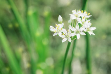 Nazik bir çiçek açması. Yeşil arkaplanda küçük beyaz bir çiçek.