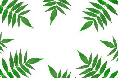 İzole edilmiş beyaz arka plandaki yeşil yaprakların çerçevesi. Asgari düzeyde. Kopyalama
