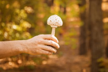 Elde mantarlar. Ormanda mantar. Sonbahar arkaplanı