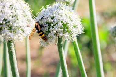Mavi kanatlı yaban arısı, Scolia dubia