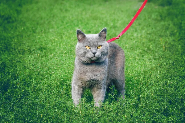 Katze der britischen Rasse an der roten Leine, Copyspace — Stockfoto