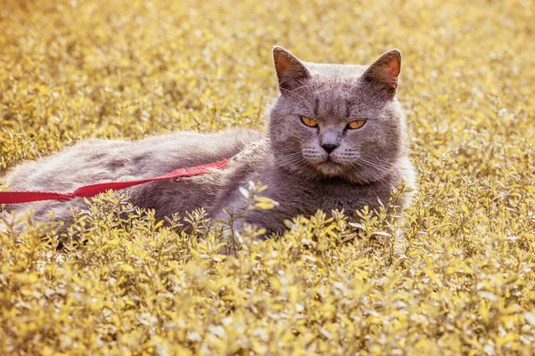 Britisch blaue Katze auf dem Rasen liegend, Herbstzeit, Nahaufnahme, Tag, Open Air — Stockfoto