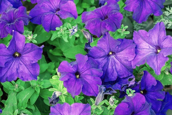 Βυσσινί πολύχρωμο Πετούνια ανθισμένα λουλούδια (Petunia hybrida) — Φωτογραφία Αρχείου