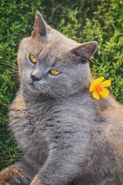 Cat of British breed close-up with yellow flower resting in the backyard — Stockfoto