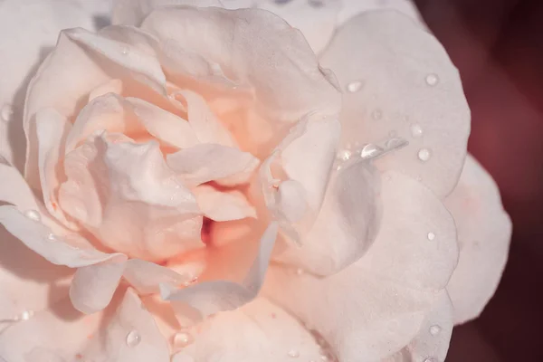 Персиковая роза крупным планом может использоваться в качестве свадебного фона. Мягкое размытие. В сепии винтажного пастельного тонуса — стоковое фото