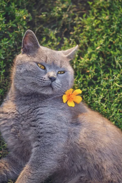 Cat of British breed close-up with yellow flower resting in the backyard — Stockfoto