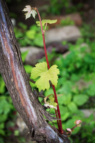 Young grape twig on blurry background. — Stock Photo, Image