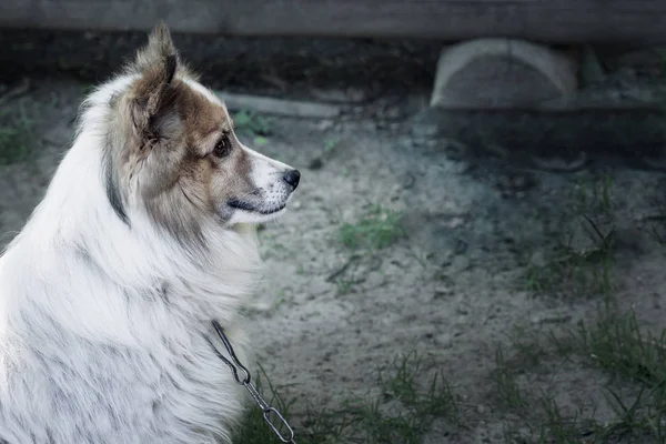 Un perro doméstico en la cadena está esperando al dueño. —  Fotos de Stock