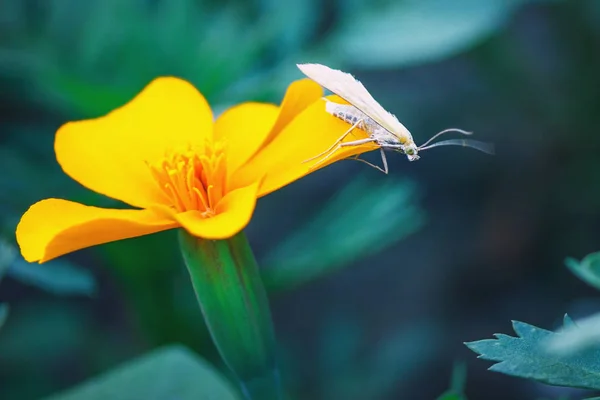 Ljusa våren gul blomma och fjäril närbild — Stockfoto