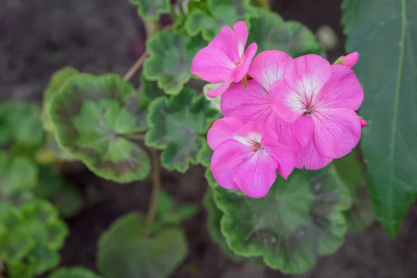 Géraniums roses le matin — Photo