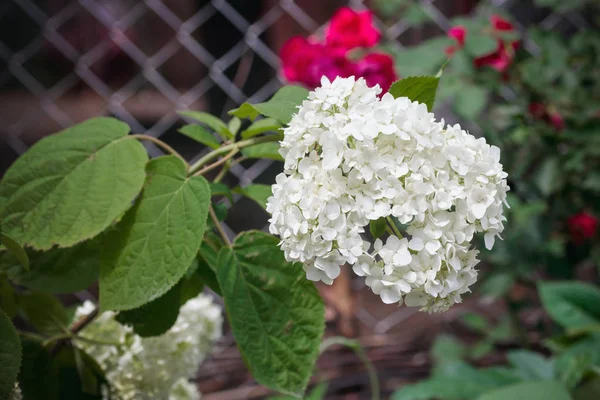 Creme branco Hydrangea Paniculata Limelight flores (Hortensia ) — Fotografia de Stock